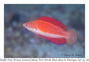 Redfin Fairy Wrasse