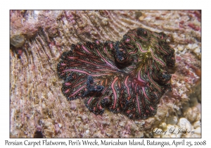 Persian Carpet Flatworm