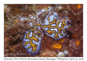 Tunicates