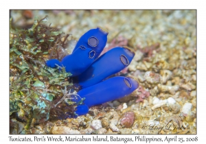 Tunicates