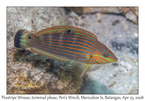 Pinstriped Wrasse