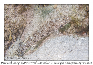 Decorated Sandgoby