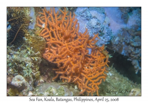 Sea Fan