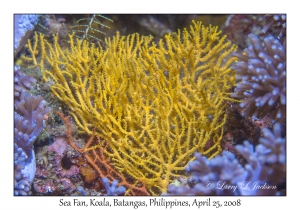 Sea Fan