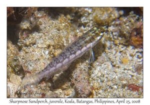 Sharpnose Sandperch