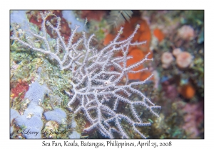 Sea Fan