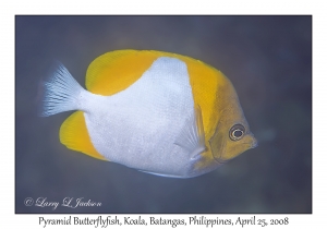 Pyramid Butterflyfish