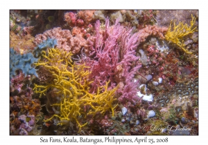 Sea Fans