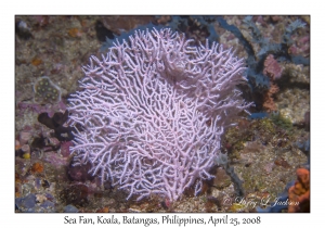 Sea Fan