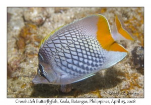 Crosshatch Butterflyfish