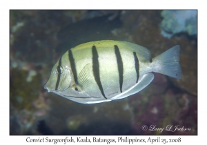 Convict Surgeonfish