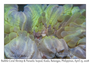 Bubble Coral Shrimp with Parasitic Isopod