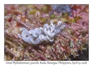 Great Phyllodesmium