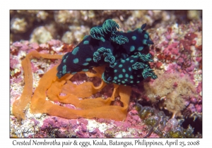 Crested Nembrotha