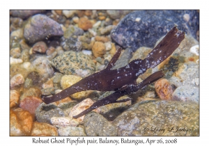 Robust Ghost Pipefish