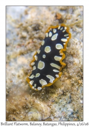 Brilliant Flatworm