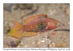 Twospot Wrasse