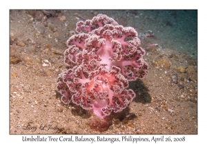 Umbellate Tree Coral