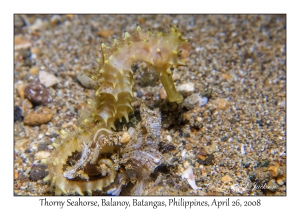 Thorny Seahorse