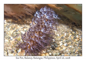 Sea Pen