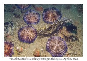 Variable Sea Urchins