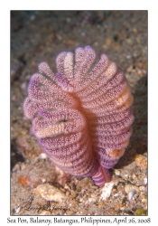 Sea Pen