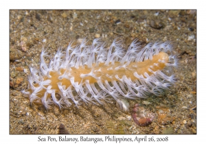 Sea Pen