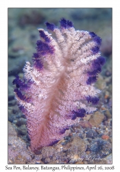 Sea Pen