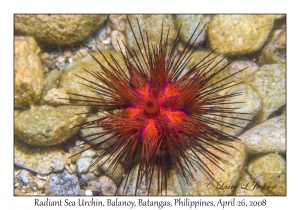 Radiant Sea Urchin