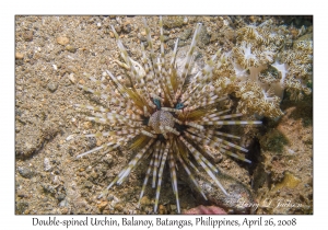 Double-spined Urchin