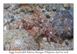 Raggy Scorpionfish