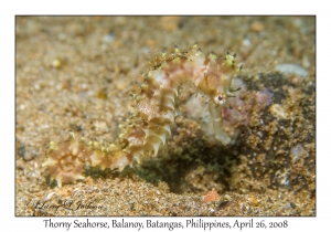 Thorny Seahorse