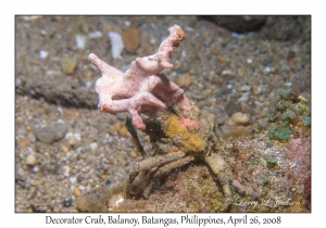 Decorator Crab