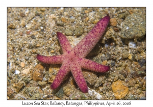 Luzon Sea Star