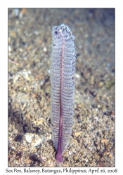 Sea Pen