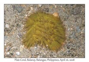 Plate Coral