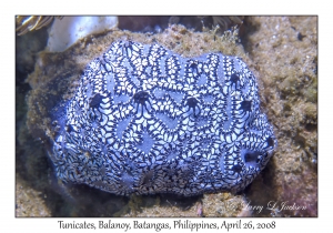 Tunicates