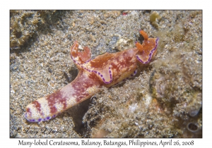 Many-lobed Ceratosoma