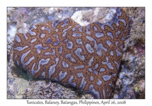 Tunicates