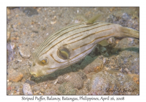 Striped Puffer