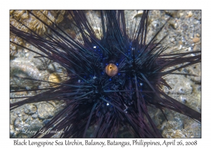 Black Longspine Sea Urchin