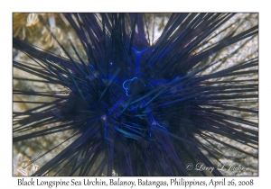 Black Longspine Sea Urchin