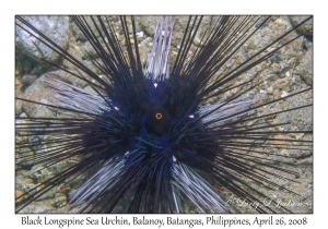 Black Longspine Sea Urchin