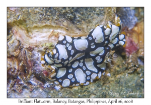 Brilliant Flatworm