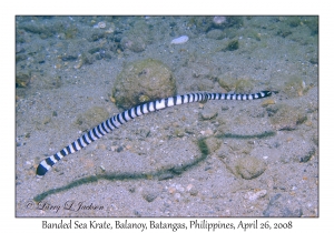 Banded Sea Krate