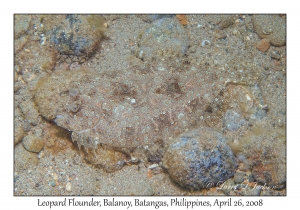 Leopard Flounder