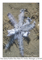 Very Spiny Feather Star