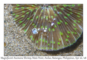 Magnificent Anemone Shrimp