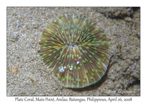 Plate Coral