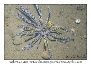 Feather Star